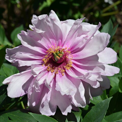 Paeonia Itoh "First Arrival"