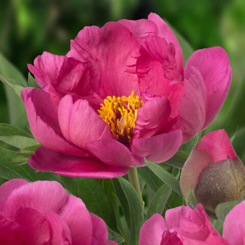 Paeonia Itoh "Pink Ardour"