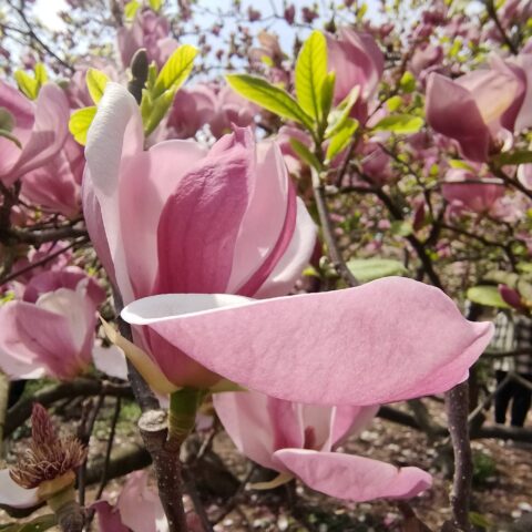Magnolia x soulangeana "Satisfaction"