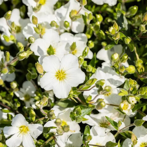 Arenaria montana "Ronda"