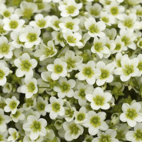 Saxifraga x arendsii "Alpino Early White"
