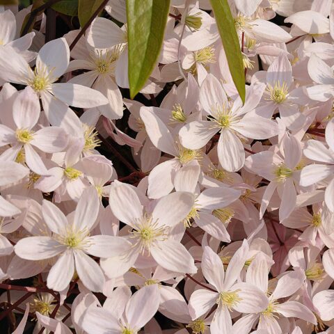 Clematis armandii "Apple Blossom"