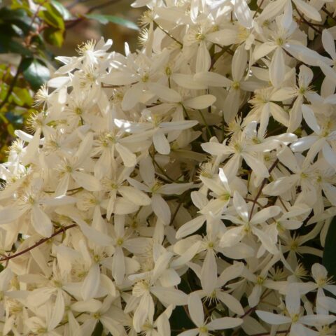 Clematis armandii