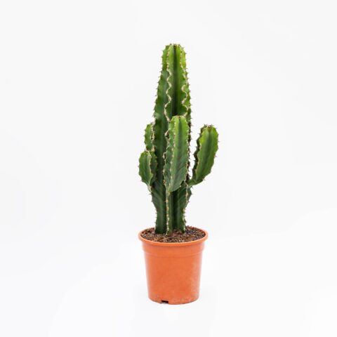 Euphorbia ingens