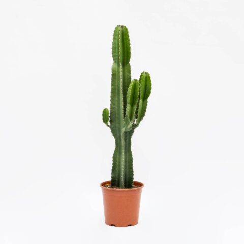 Euphorbia eritrea