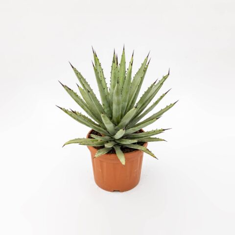 Agave macrocantha