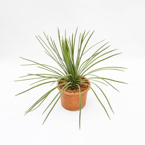 Agave geminiflora