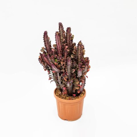 Euphorbia trigona f. rubra