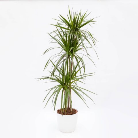 Dracaena marginata
