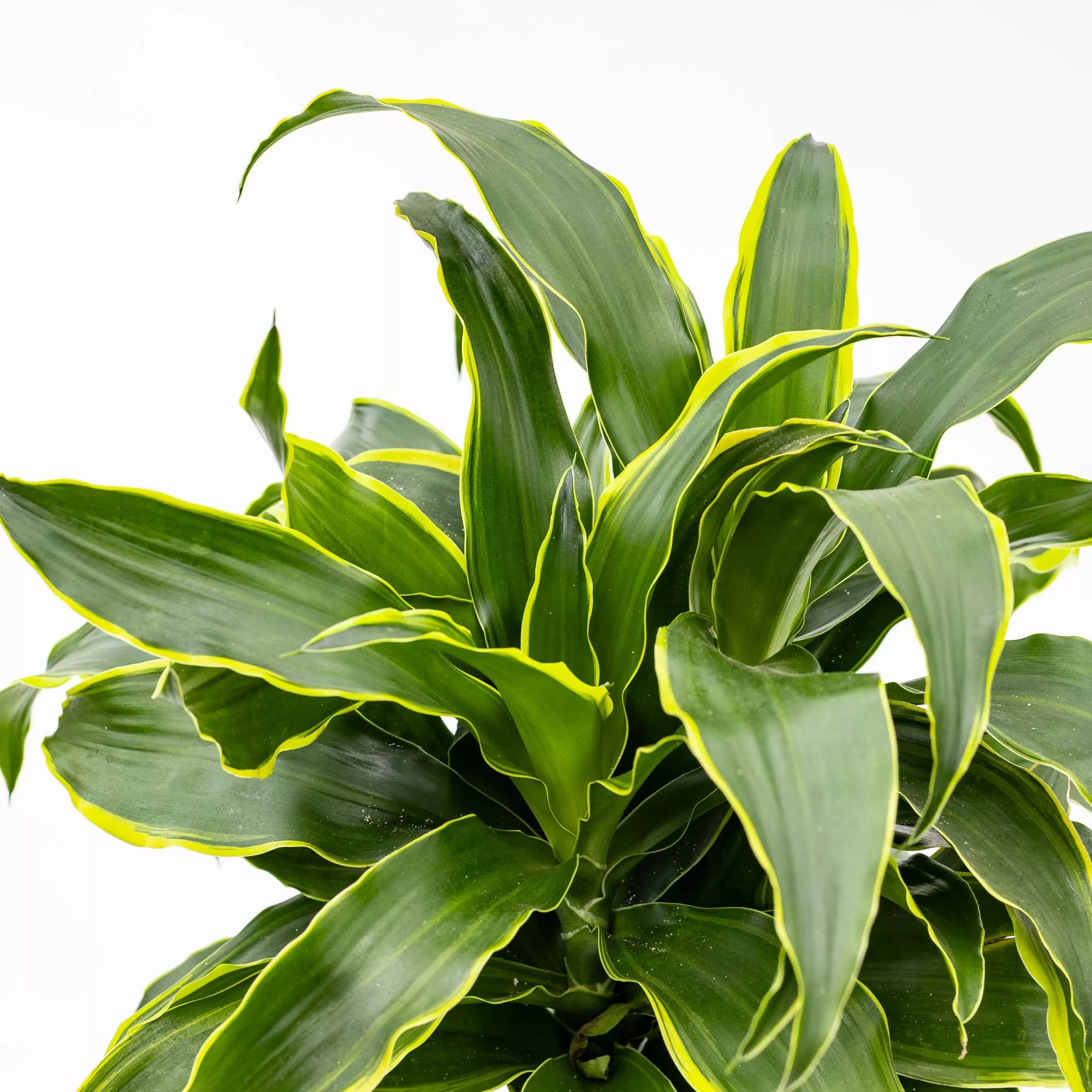 Dracaena marginata "Dorado"