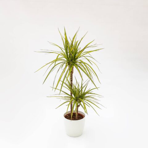 Dracaena marginata "Gold"