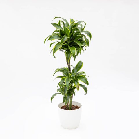 Dracaena marginata "Dorado"
