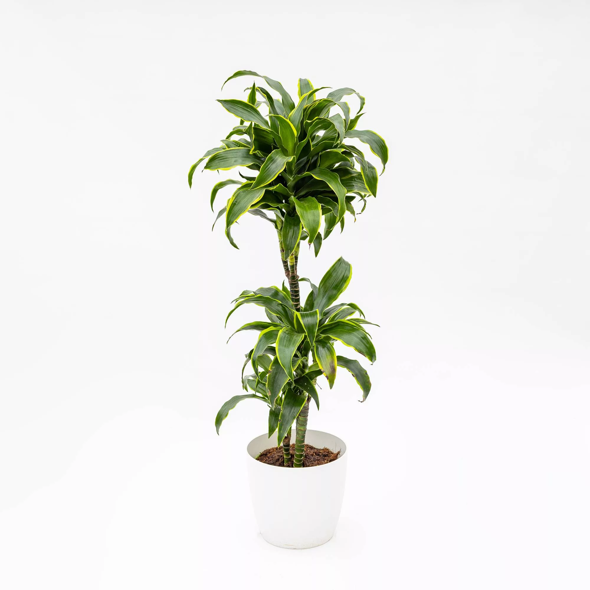 Dracaena marginata "Dorado"
