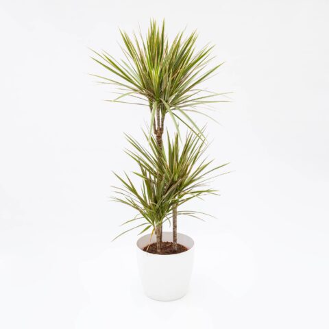 Dracaena marginata "Bicolor"