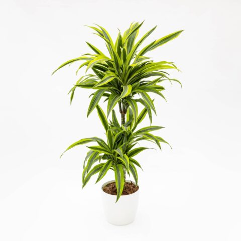 Dracaena fragrans "Lemon Lime"