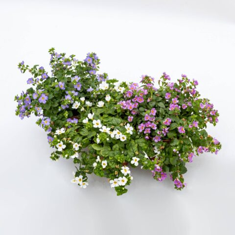 Bacopa in variet