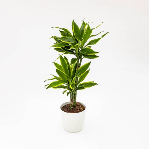 Dracaena fragrans "Golden Coast"