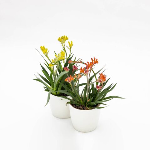 Anigozanthos "Beauty Mix"