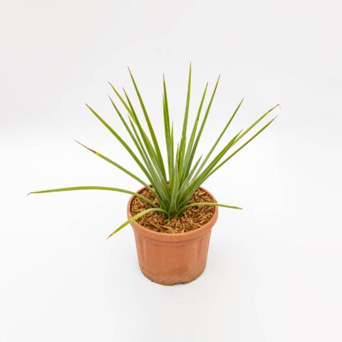 Agave "Dimas"
