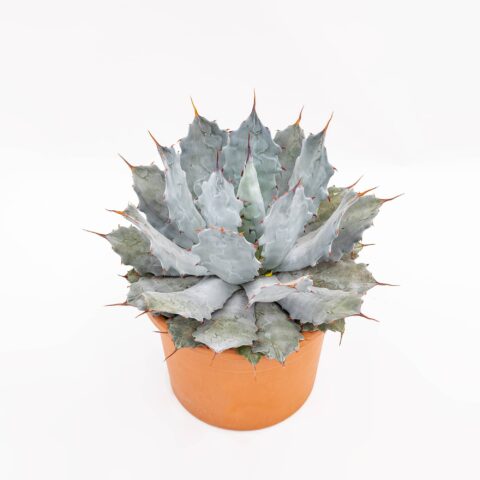 Agave potatorum