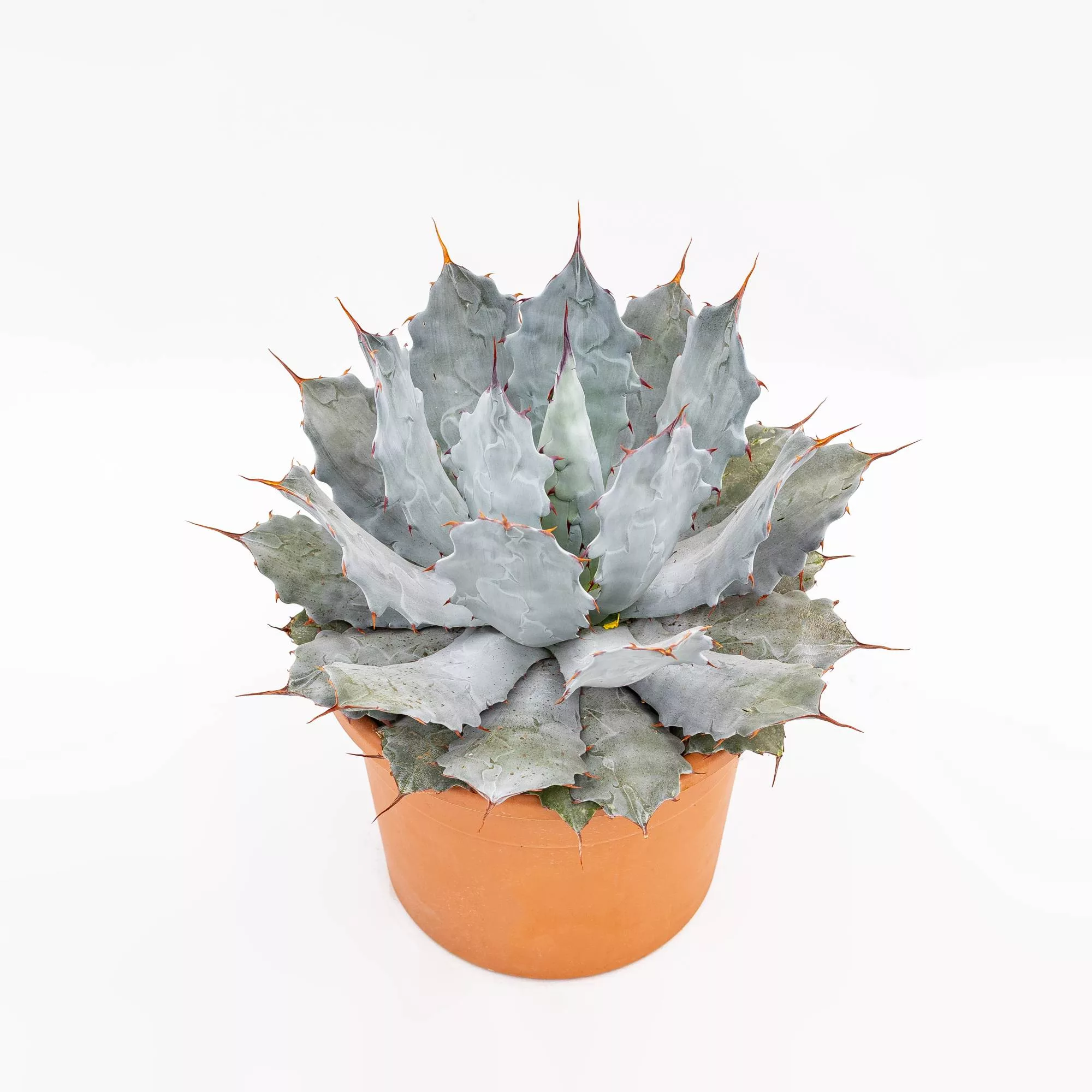 Agave potatorum