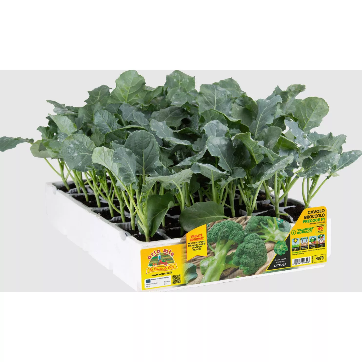Cavolo broccolo calabrese precoce "Green Magic F1"