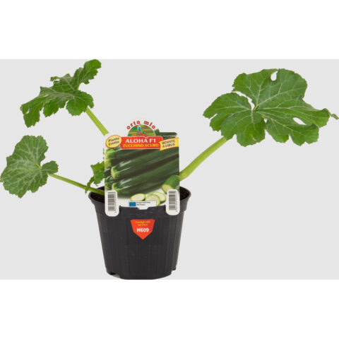 Zucchino scuro "Aloha F1"