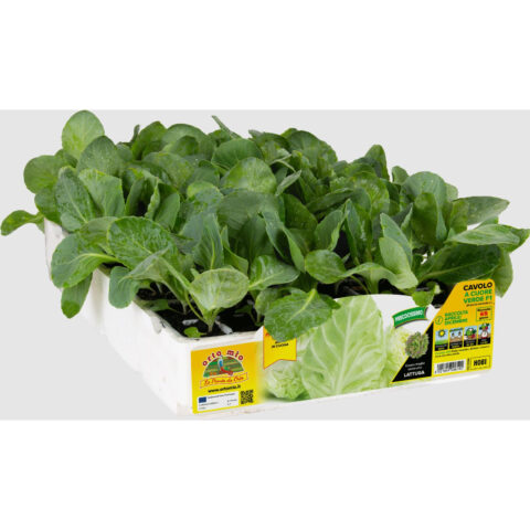 Cavolo cappuccio a Cuore verde "Teama" (ex Sonsma)