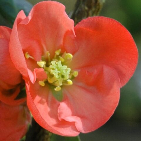Chaenomeles x superba "Clementine"