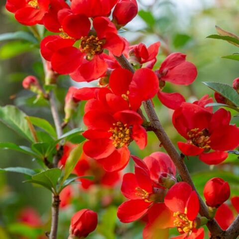 Chaenomeles x superba "Vermilion"