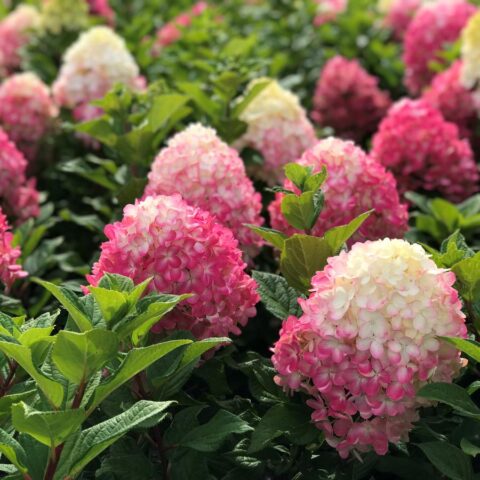 Hydrangea paniculata "Little Lime Punch"