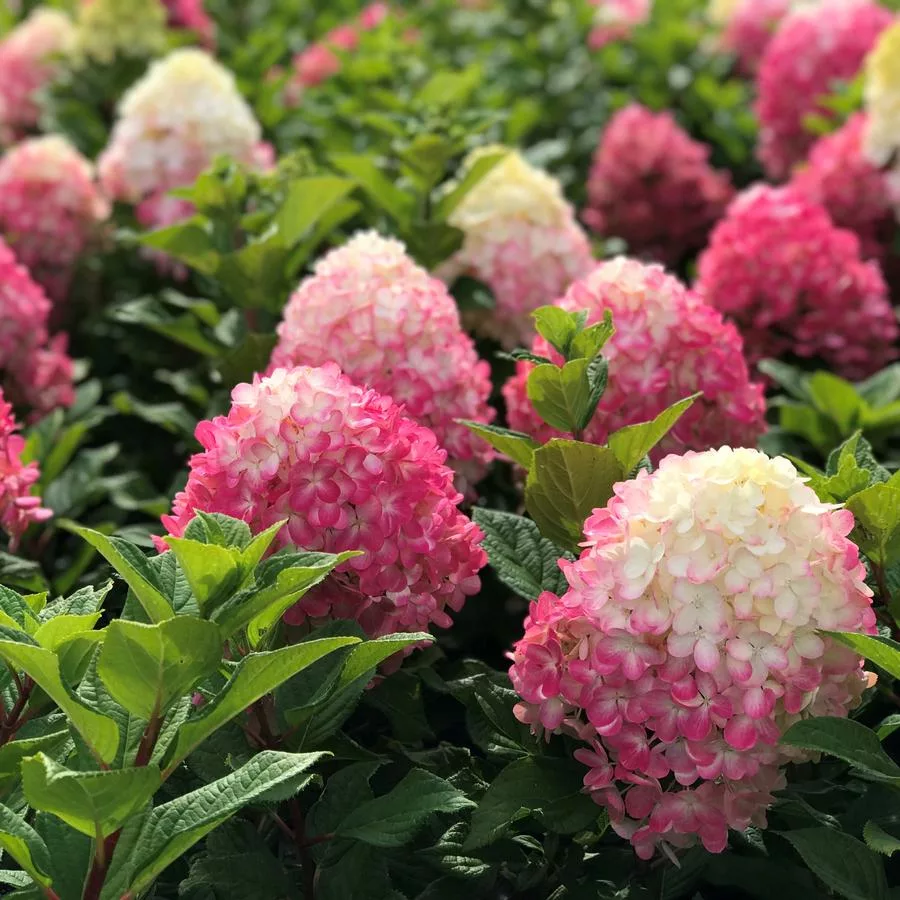 Hydrangea paniculata "Little Lime Punch"