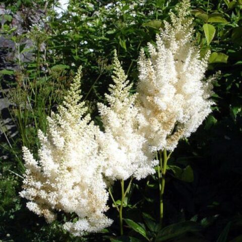 Astilbe "Snow Spirit"