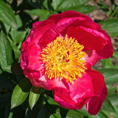 Paeonia lactiflora "Flame"