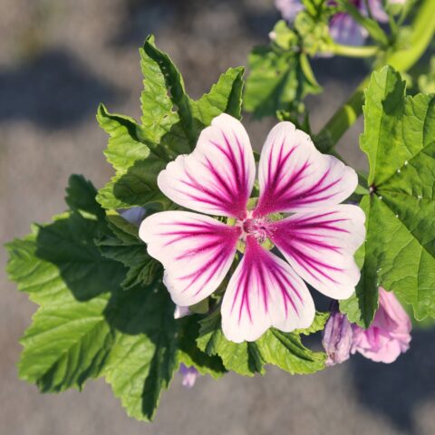 Malva sylvestris "Zebrina"