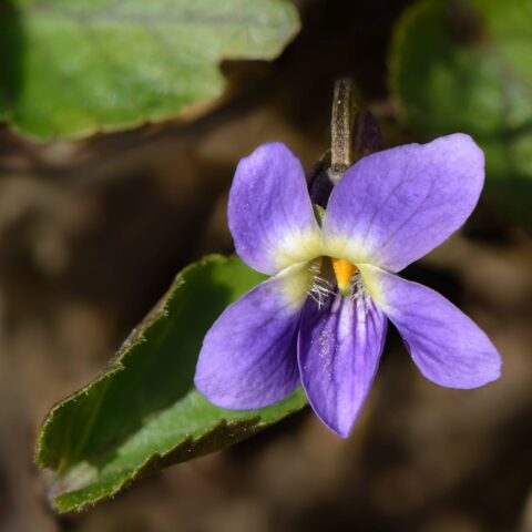 Viola mammola