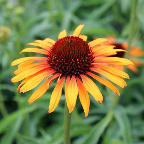 Echinacea purpurea "Flame Thrower"