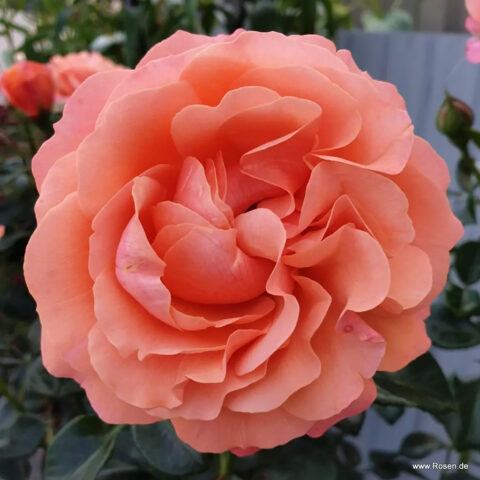 Coral Lions-Rose