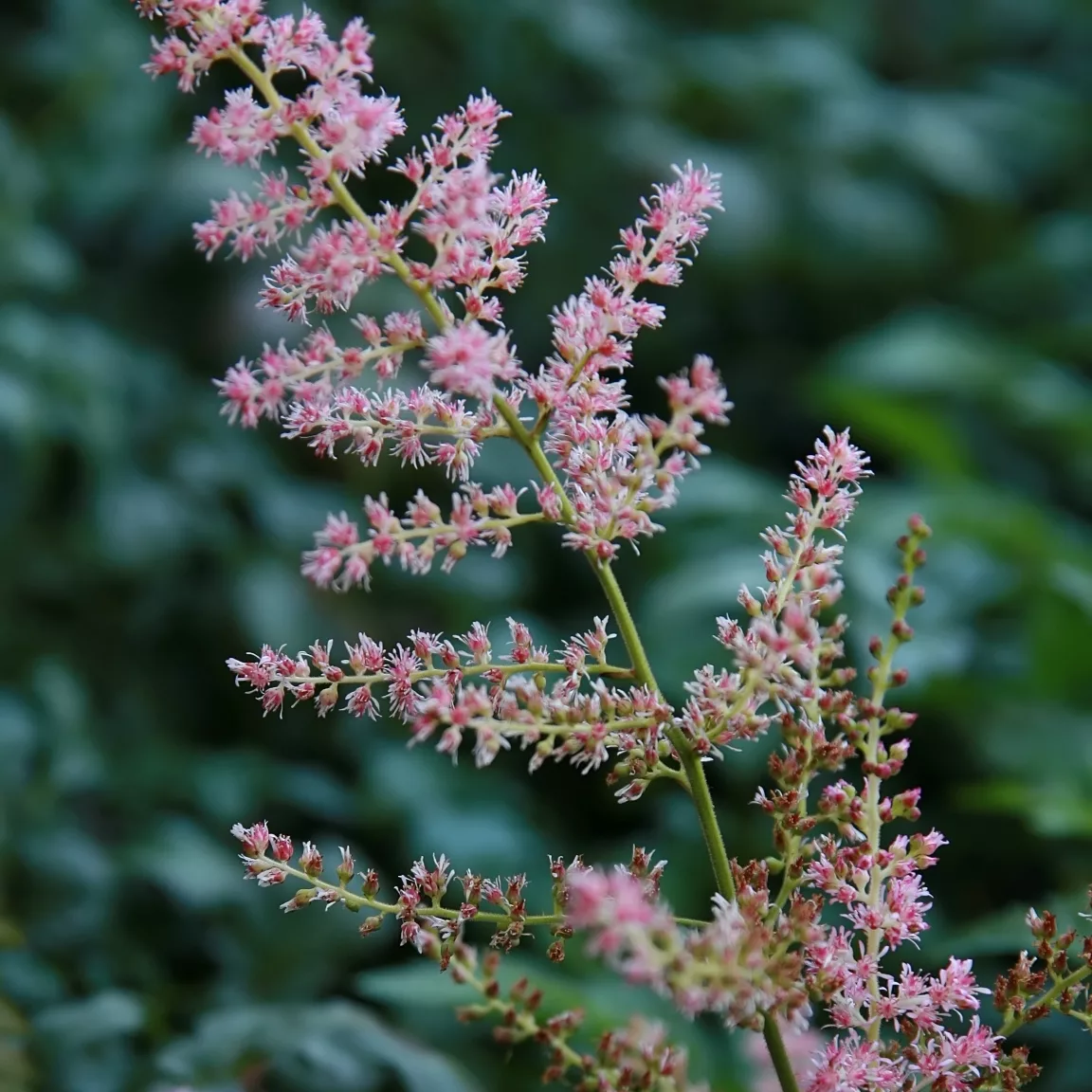 Astilbe "Hennie Graafland"