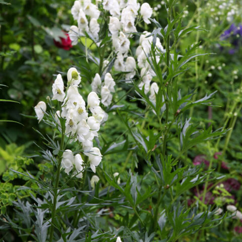 Aconitum napellus "Schneewittchen"