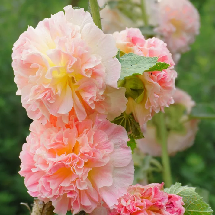 Alcea rosea "Chater's Double Apricot"