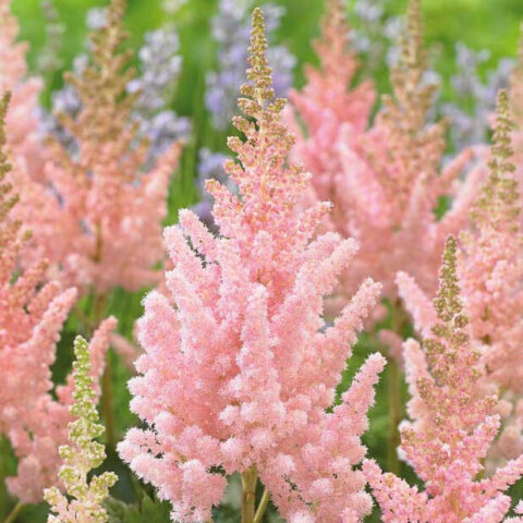 Astilbe chinensis "Vision Inferno"