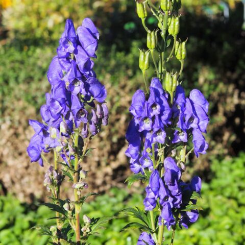 Aconitum carmichaelii "Arendsii"