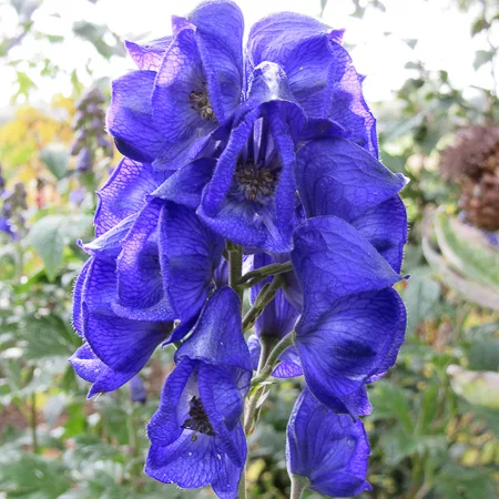 Aconitum carmichaelii "Royal Flush"