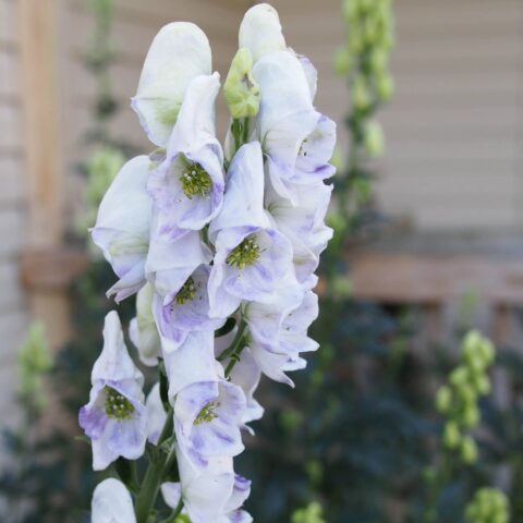 Aconitum carmichaelii "Cloudy"