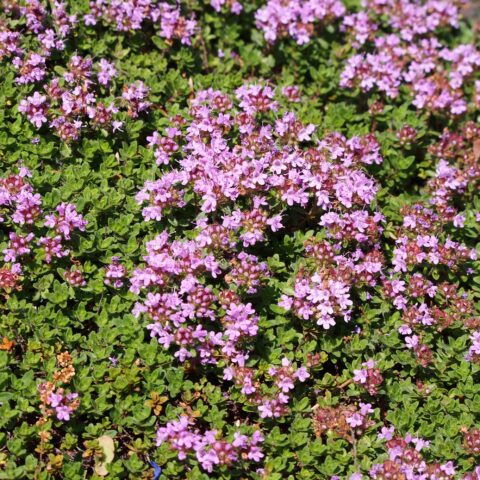 Thymus praecox "Coccineus"
