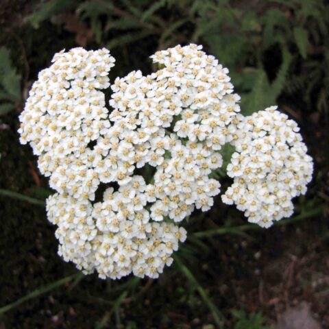Achillea crithmifolia