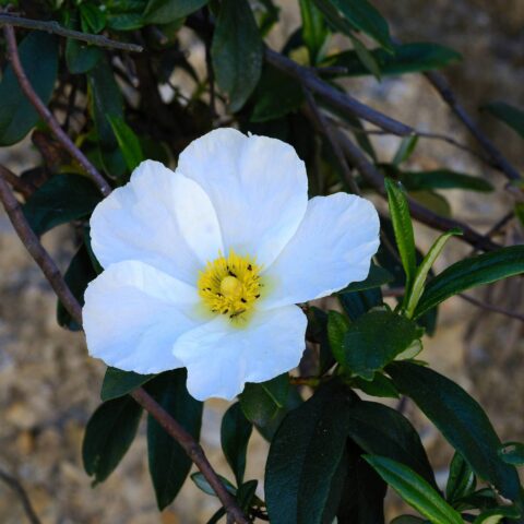 Cistus monspeliensis
