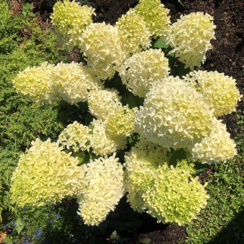 Hydrangea paniculata "Skyfall"