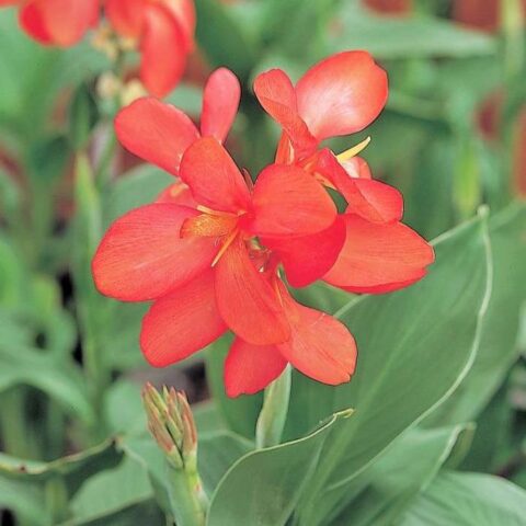 Canna x generalis "Tropical"